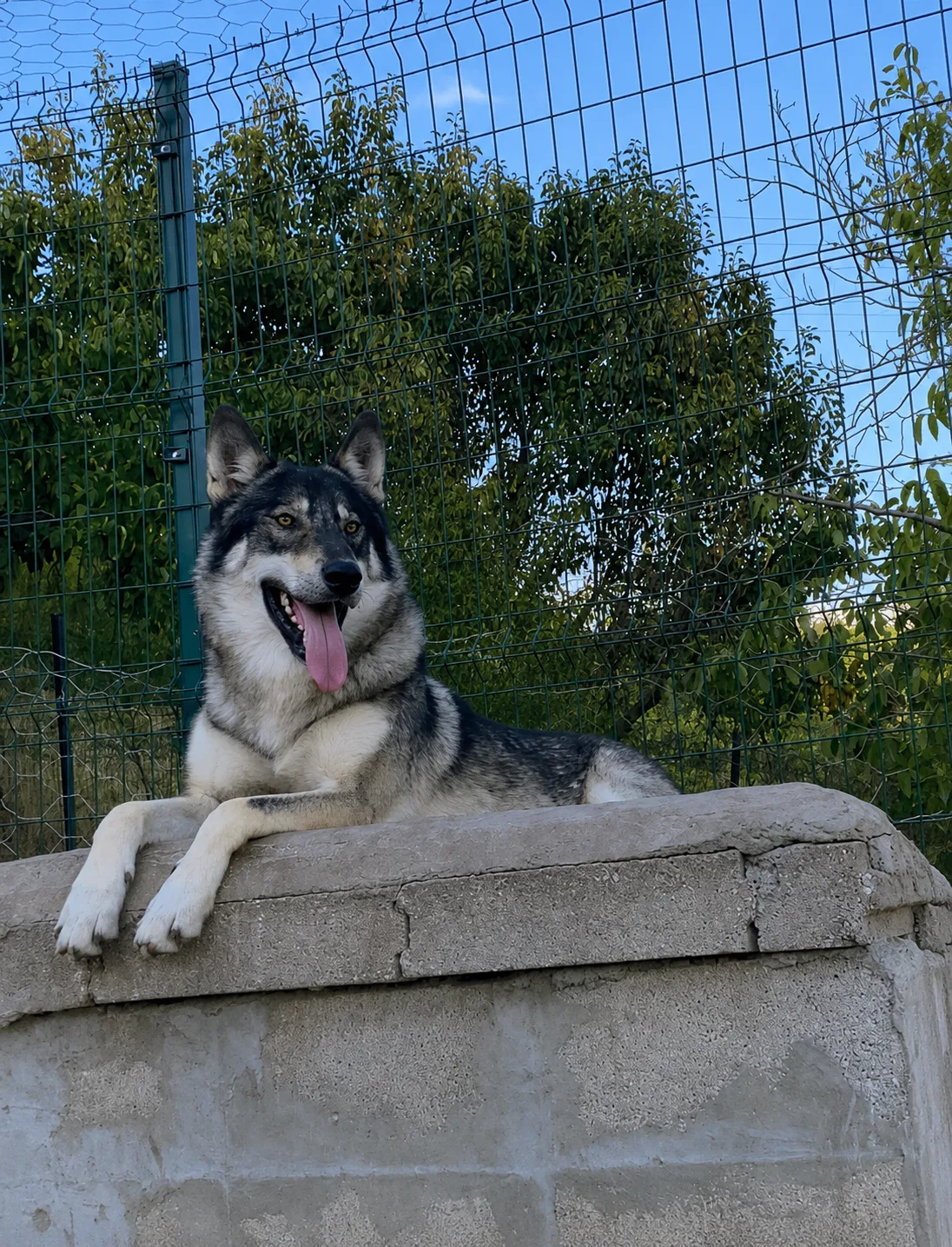Artyom