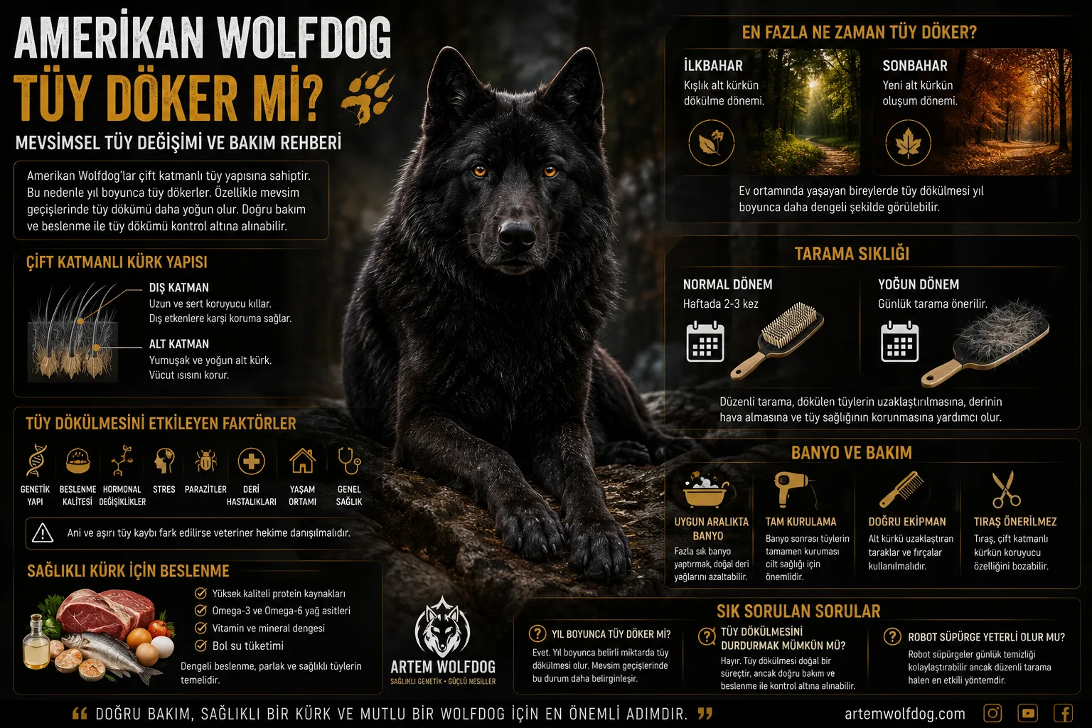 Amerikan Wolfdog Tüy Döker mi? Mevsimsel Tüy Değişimi ve Bakım Rehberi