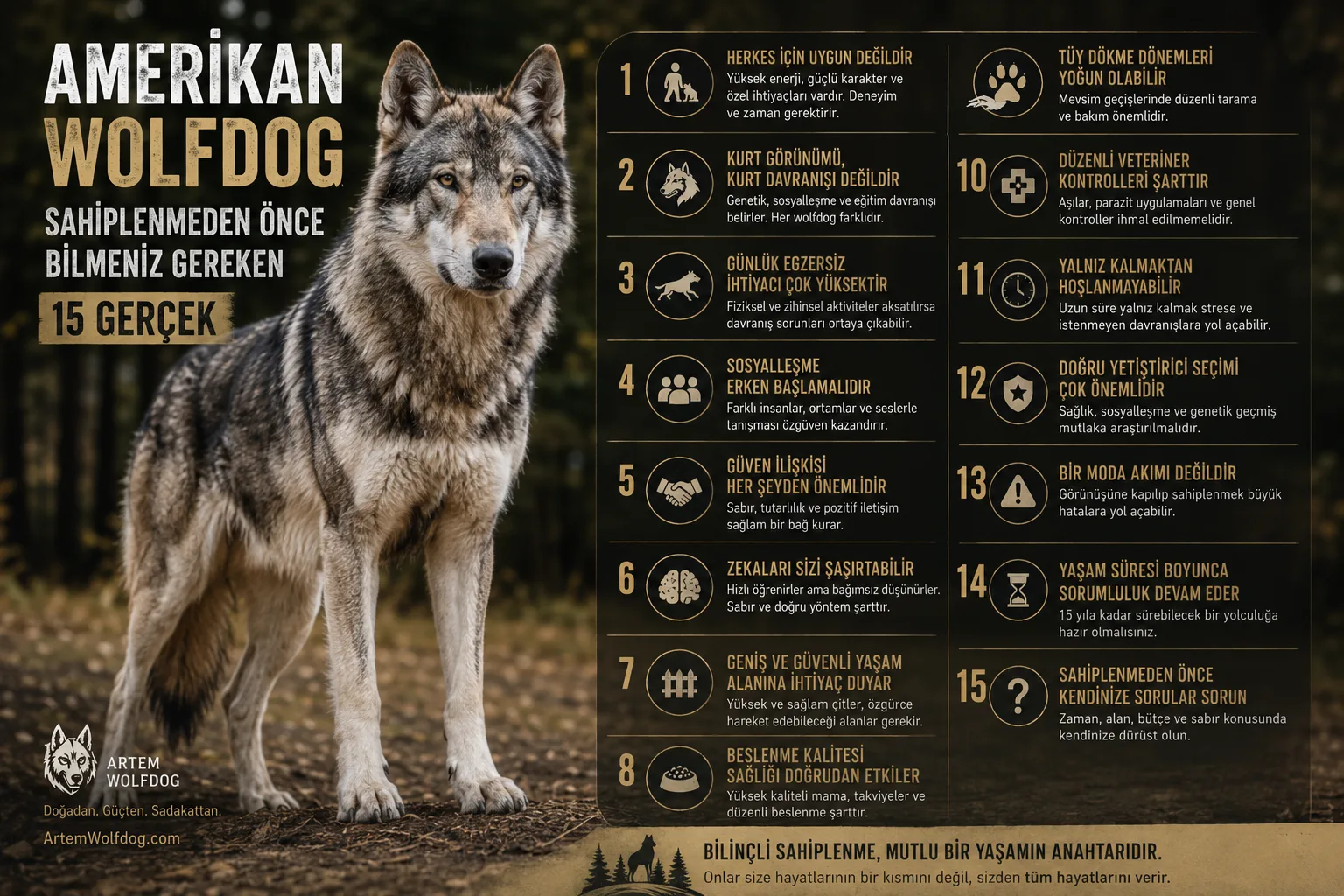 Amerikan Wolfdog Sahiplenmeden Önce Bilmeniz Gereken 15 Gerçek (2026 Rehberi)