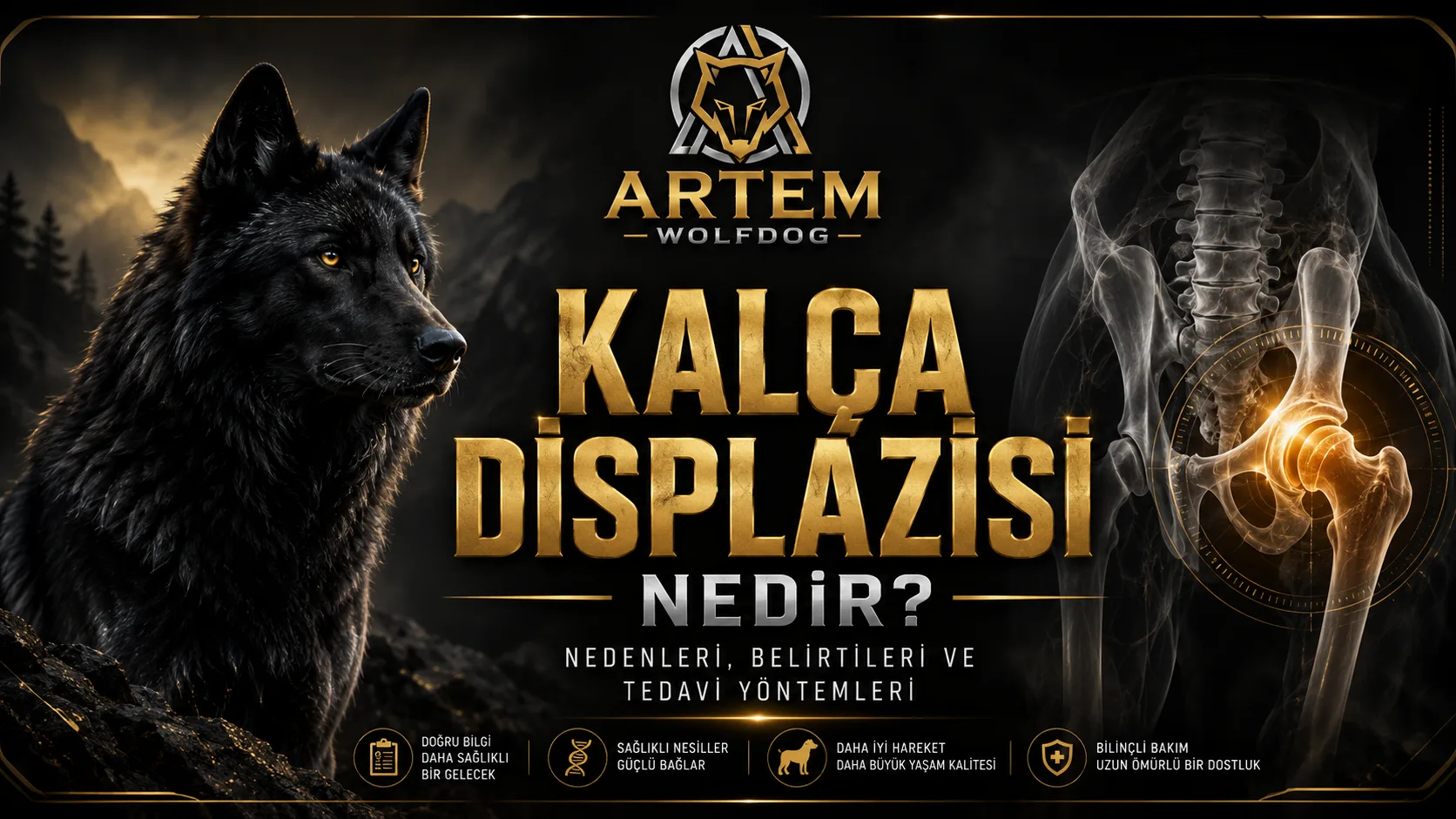 Kalça Displazisi (Hip Dysplasia) Nedir? American Wolfdog Sahiplerinin Bilmesi Gereken Her Şey