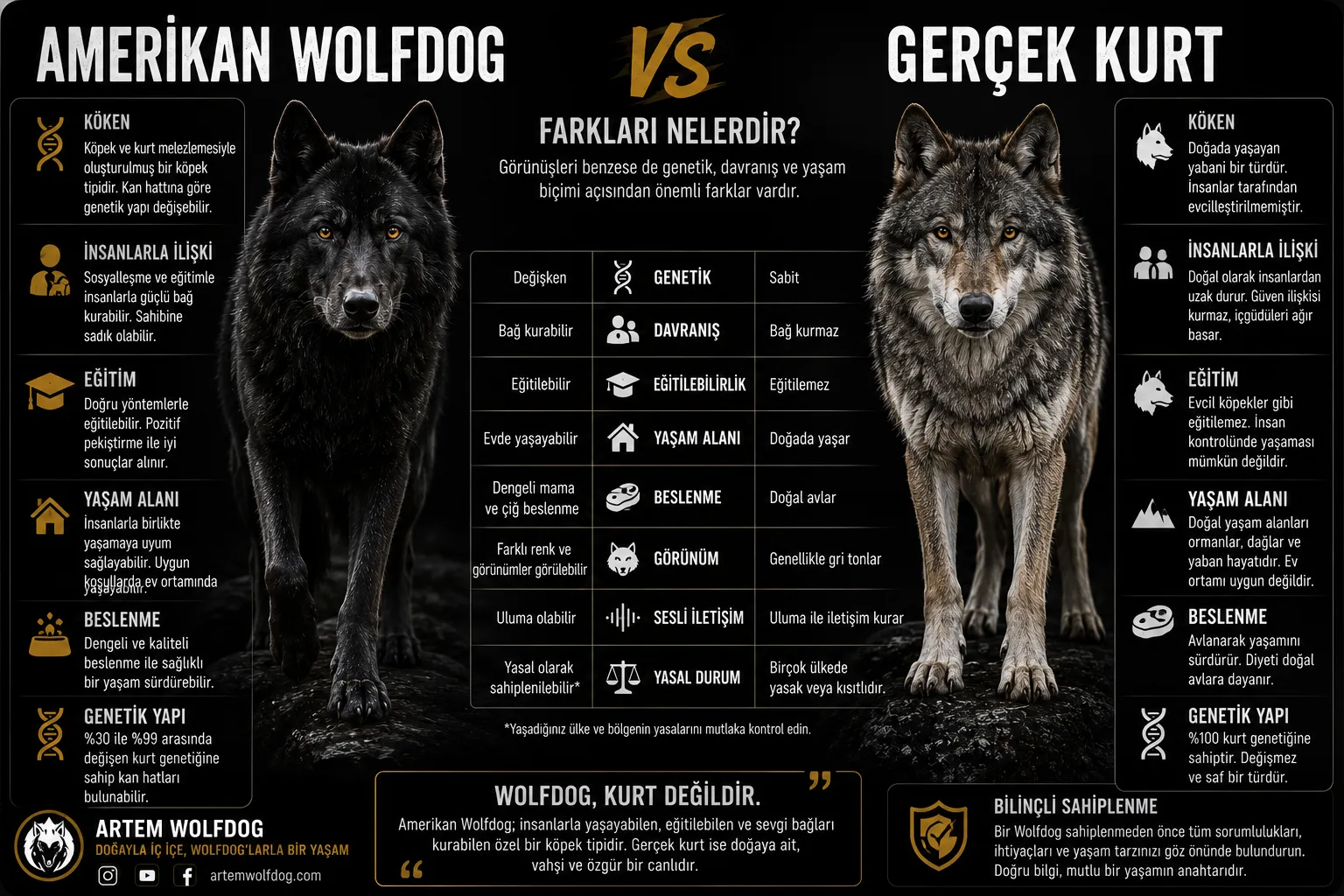 Amerikan Wolfdog ve Gerçek Kurt Arasındaki Farklar | En Kapsamlı Karşılaştırma