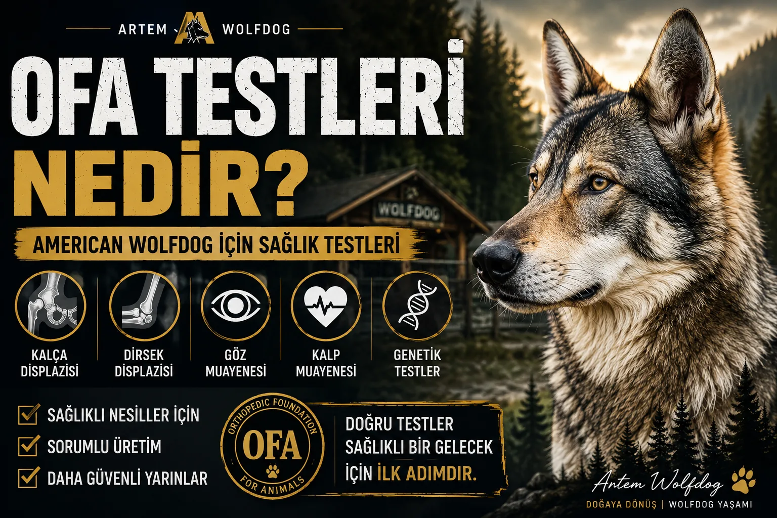 OFA Testleri Nedir? American Wolfdog İçin OFA Sağlık Testleri Rehberi (2026)