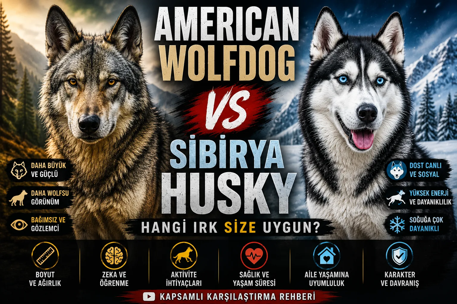 American Wolfdog vs Siberian Husky: Hangisi Size Uygun? Kapsamlı Karşılaştırma Rehberi (2026)