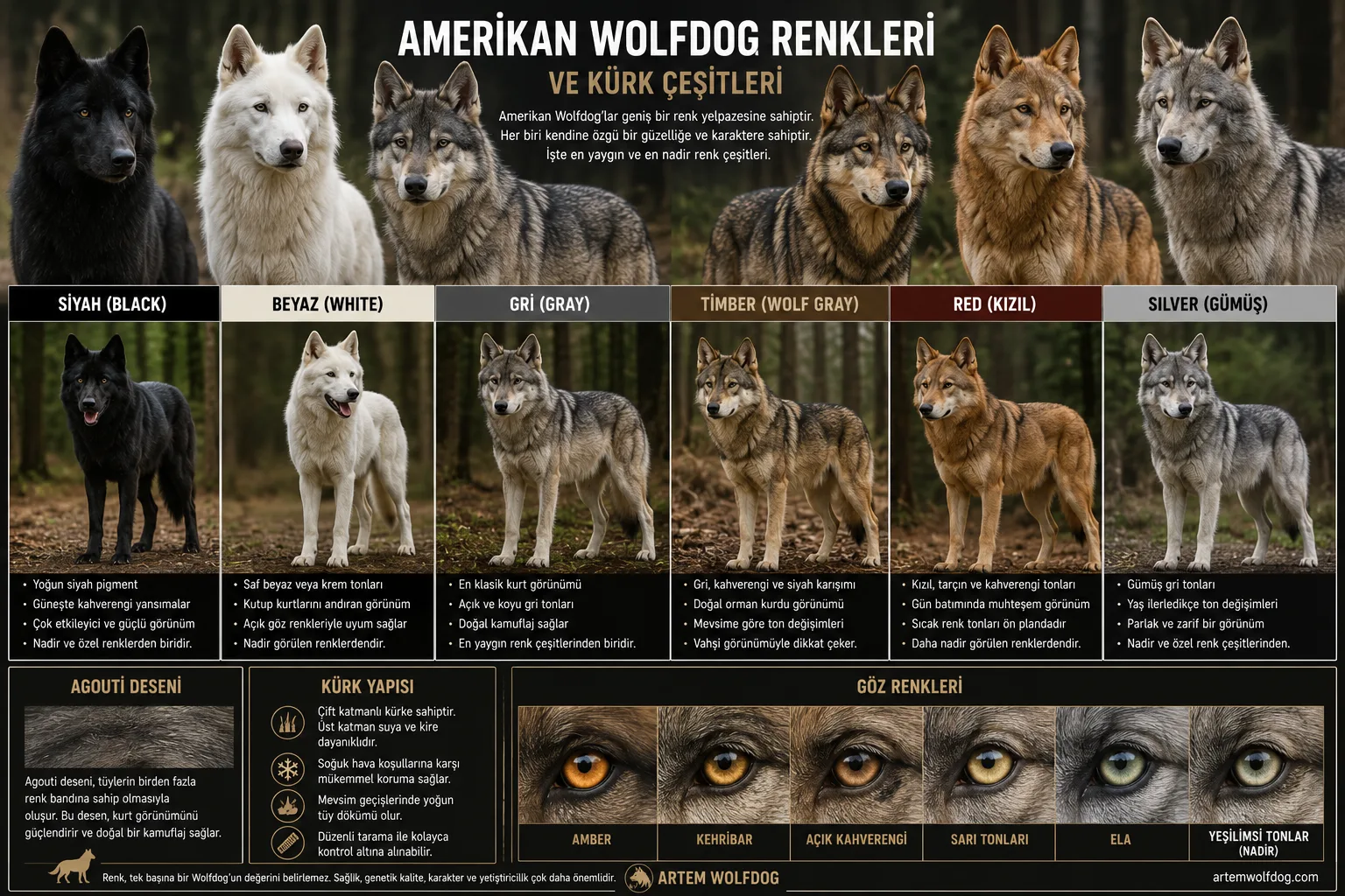 Amerikan Wolfdog Renkleri | Black, White, Timber, Silver ve Red Wolfdog
