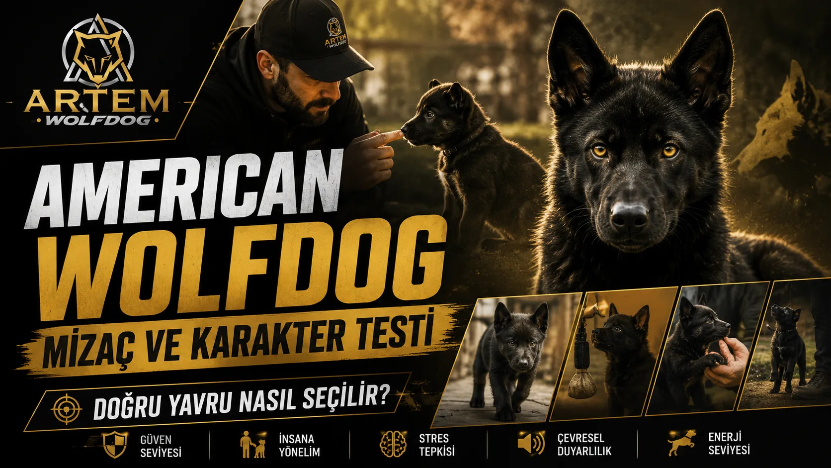 American Wolfdog Mizaç ve Karakter Testi: Doğru Yavru Nasıl Seçilir?