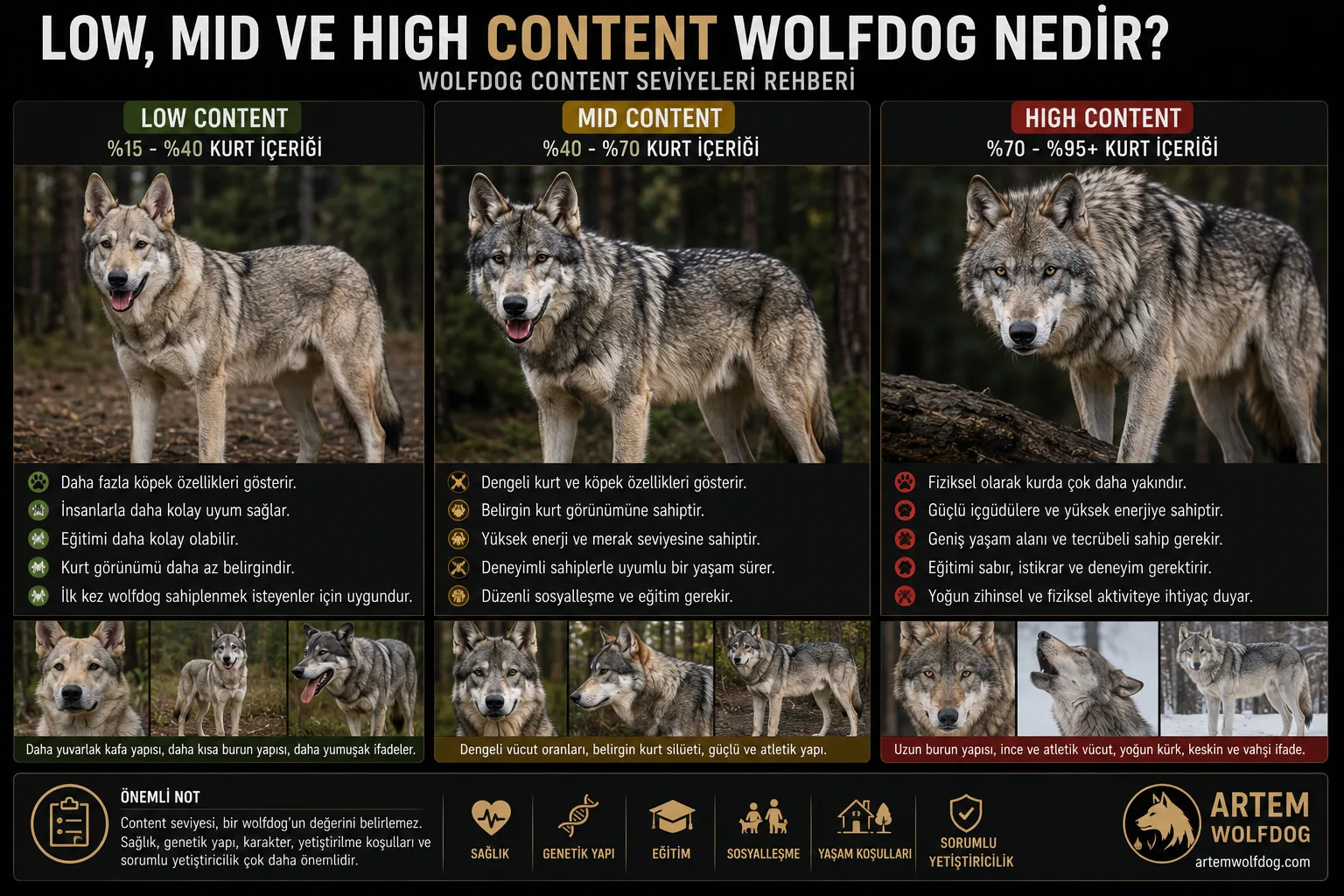 Low, Mid ve High Content Wolfdog Nedir? Amerikan Wolfdog Rehberi