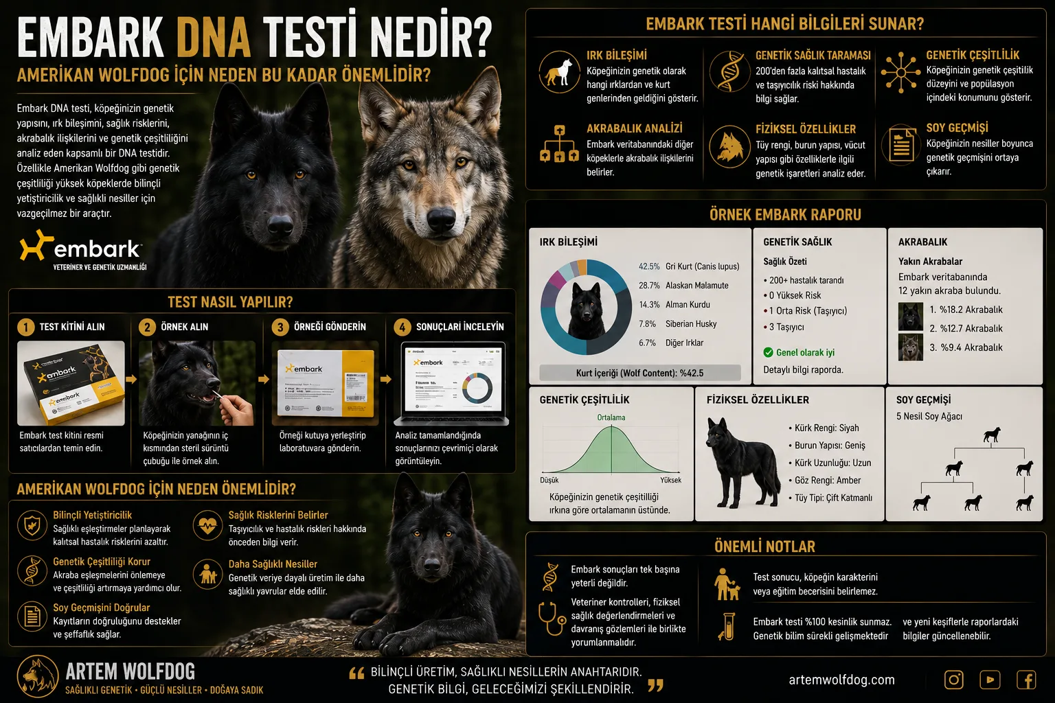 Embark DNA Testi Nedir? Amerikan Wolfdog İçin Genetik Analiz Rehberi