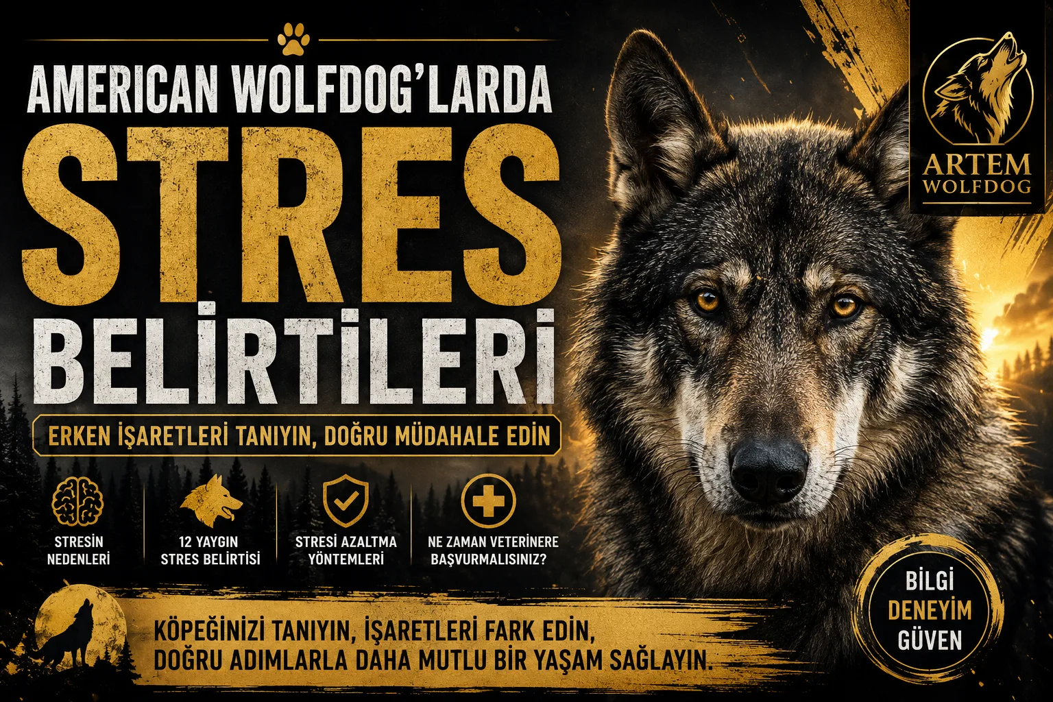 American Wolfdog'larda Stres Belirtileri | Erken İşaretler, Nedenleri ve Çözüm Yolları